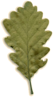 Eikenblad